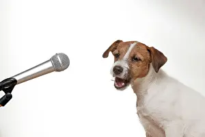 Howling: DOG - Parson jack russell terrier singing into microphone
