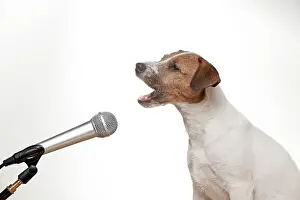 Howling: DOG - Parson jack russell terrier singing into microphone