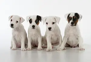 Patches: Dog Parson Jack Russell Terriers 9 week old puppies