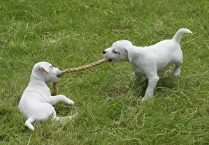 Ropes: Dog Parson Jack Russell Terriers 9 week old puppies