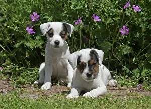 Parson: Dog Parson Jack Russell Terriers 9 week old puppies