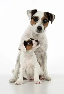 Parson: Dog
