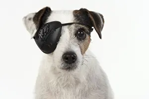 Patch: DOG. Parson Jack Russell wearing a pirates eye patch