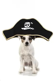 Pirate: DOG. Parson Jack Russell wearing a pirates hat