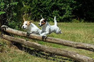 Poles: Dog - Parson Jack Russell's jumping wooden poles