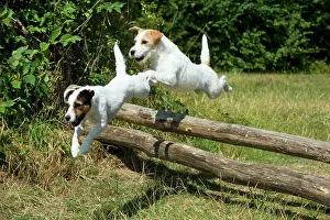 Poles: Dog - Parson Jack Russell's jumping wooden poles