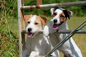 Gates: Dog - Parson Jack Russell's looking through a gate
