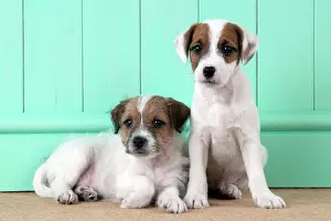 Parsons: DOG - Parsons Jack Russell Terrier puppies one