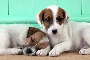 Parsons: DOG - Parsons Jack Russell Terrier puppies laying