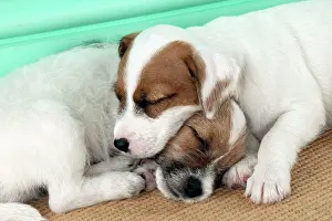 Parsons: DOG - Parsons Jack Russell Terrier puppies laying