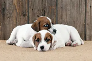 Parsons: DOG - Parsons Jack Russell Terrier puppies laying together