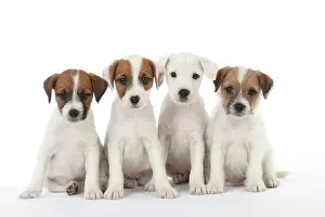 Parsons: DOG - Parsons Jack Russell Terrier - puppies sitting