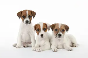 Parsons: DOG - Parsons Jack Russell Terrier - puppies sitting