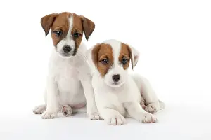 Parsons: DOG - Parsons Jack Russell Terrier - puppies sitting