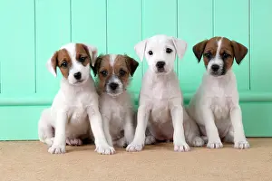 Parsons: DOG - Parsons Jack Russell Terrier puppies sitting