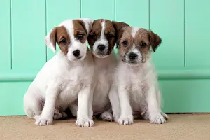 Parsons: DOG - Parsons Jack Russell Terrier puppies sitting