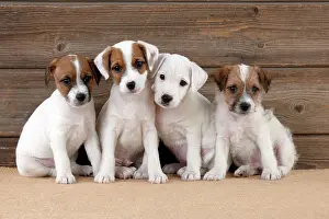 Parsons: DOG - Parsons Jack Russell Terrier puppies sitting
