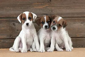 Parsons: DOG - Parsons Jack Russell Terrier puppies sitting