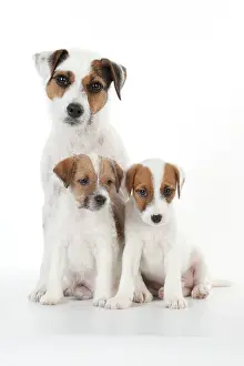 Parsons: DOG - Parsons Jack Russell Terrier puppies sitting
