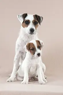 Parsons: DOG - Parsons Jack Russell Terrier puppies sitting