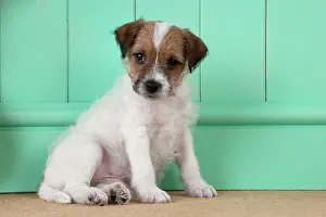 Parsons: DOG - Parsons Jack Russell Terrier puppy (8 weeks)