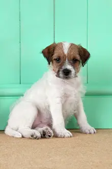 Parsons: DOG - Parsons Jack Russell Terrier puppy (8 weeks)