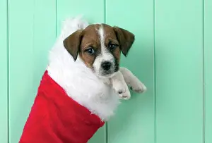 Stocking: DOG - Parsons Jack Russell Terrier puppy in Christmas
