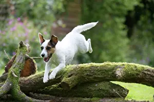 Jack: DOG - Parsons Jack Russell Terrier puppy jumping