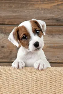 Jack: DOG - Parsons Jack Russell Terrier puppy looking