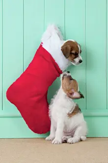 Stocking: DOG - Parsons Jack Russell Terrier puppy sitting