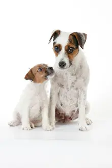 Parsons: DOG - Parsons Jack Russell Terrier puppy sitting