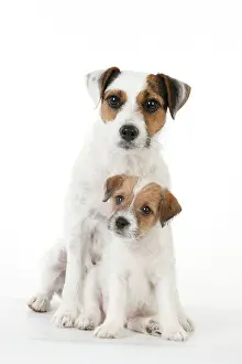 Parsons: DOG - Parsons Jack Russell Terrier puppy sitting