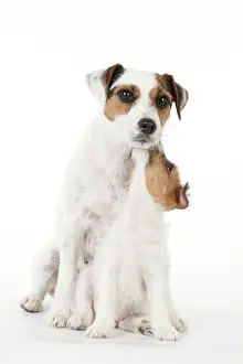 Parsons: DOG - Parsons Jack Russell Terrier puppy sitting