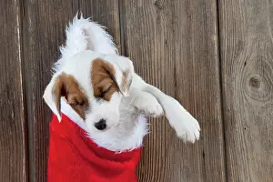 Stocking: DOG - Parsons Jack Russell Terrier puppy sleeping