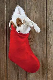 Stocking: DOG - Parsons Jack Russell Terrier puppy sleeping