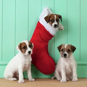 Stocking: DOG - Parsons Jack Russell Terrier sitting underneath