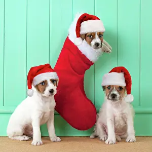 Parsons: DOG - Parsons Jack Russell Terriers sitting underneath