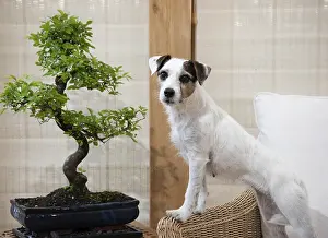 Bonsai: DOG. Partson Jack Russell with a Bonsi tree