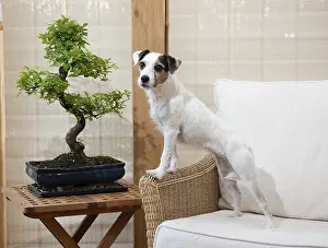 Parson: DOG. Partson Jack Russell with a Bonsi tree