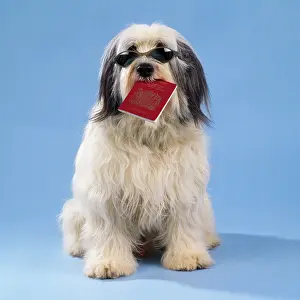 Passport: Dog - with passport & sunglasses