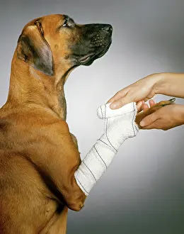 Casualties: DOG - paw being bandaged by vet