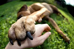 Loving: Dog paw resting on a man's hand