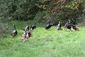 Packs: Dog - Pedigree basset hounds (from de la Baume
