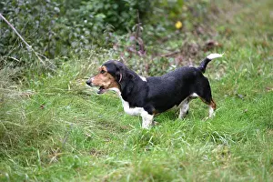 Baume: Dog - Pedigree basset hounds (from de la Baume