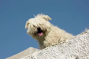 Stray: Dog - peering over wall - Stray