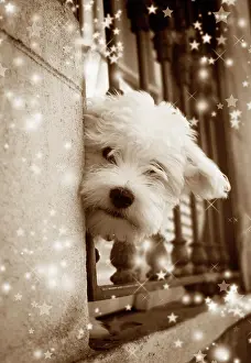 Dog - peering out of window