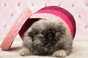 Pekingeses: Dog Pekingese 3 month old puppy