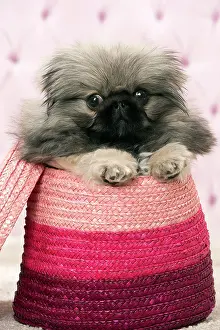 Pekingeses: Dog Pekingese 3 month old puppy
