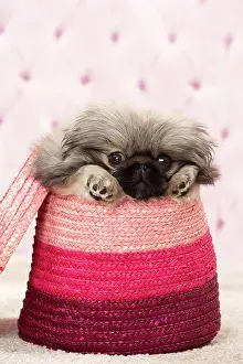 Pekingeses: Dog Pekingese 3 month old puppy