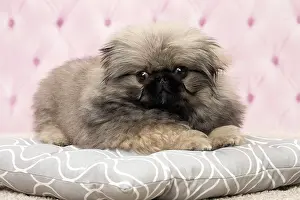 Pekingeses: Dog Pekingese 3 month old puppy